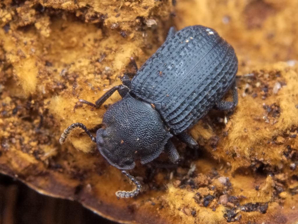 Bolitophagus reticulatus (Linnaeus, 1767)